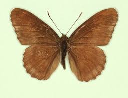 Attēlu rezultāti vaicājumam “Limenitis camilla underside”