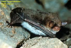 Attēlu rezultāti vaicājumam “Myotis nattereri”