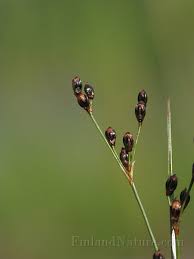 Attēlu rezultāti vaicājumam “Juncus alpinoarticulatus”