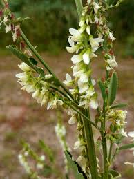 Attēlu rezultāti vaicājumam “Melilotus albus leaf”