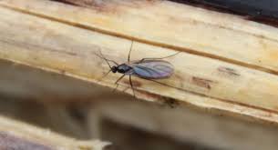 Attēlu rezultāti vaicājumam “Sciaridae”