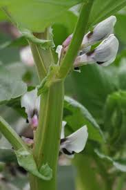 Attēlu rezultāti vaicājumam “Vicia faba flower”
