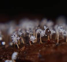 Attēlu rezultāti vaicājumam “Didymium difforme spores”