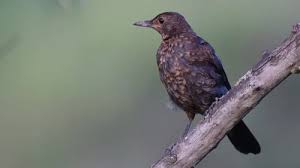 Attēlu rezultāti vaicājumam “Turdus merula juvenile”