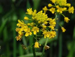 Attēlu rezultāti vaicājumam “Rorippa amphibia leaf”