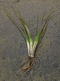 Attēlu rezultāti vaicājumam “Isoetes echinospora leaf”