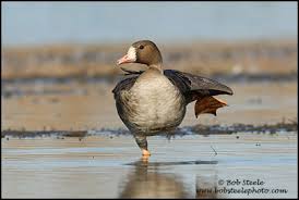 Attēlu rezultāti vaicājumam “Anser albifrons adult”