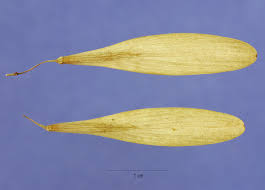 Attēlu rezultāti vaicājumam “Fraxinus pennsylvanica fruit”