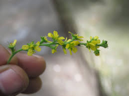 Attēlu rezultāti vaicājumam “Agrimonia pilosa flower”