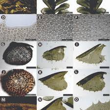 Attēlu rezultāti vaicājumam “Plagiochila porelloides sporophyte”