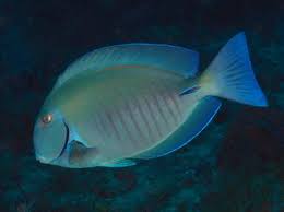 Image result for Acanthurus chirurgus