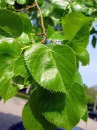Attēlu rezultāti vaicājumam “Tilia platyphyllos Laciniata leaf”