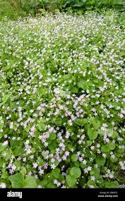 Attēlu rezultāti vaicājumam “Claytonia sibirica”