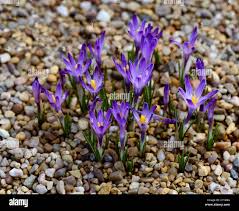 Attēlu rezultāti vaicājumam “Crocus vernus subsp. vernus”