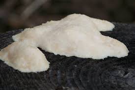 Attēlu rezultāti vaicājumam “Fuligo gyrosa spores”