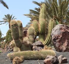 Attēlu rezultāti vaicājumam “Trichia erecta macro”