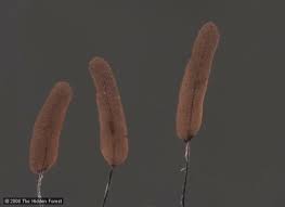 Attēlu rezultāti vaicājumam “Stemonitopsis gracilis spores”