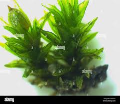 Attēlu rezultāti vaicājumam “Orthotrichum anomalum sporophyte”