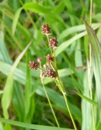Attēlu rezultāti vaicājumam “Luzula multiflora fruit”