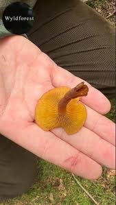 Attēlu rezultāti vaicājumam “Craterium aureonucleatum young”