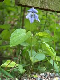 Attēlu rezultāti vaicājumam “Viola riviniana flower”