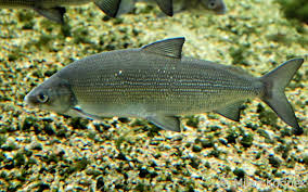 Image result for Coregonus lavaretus