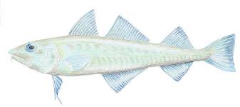 Image result for Microgadus tomcod