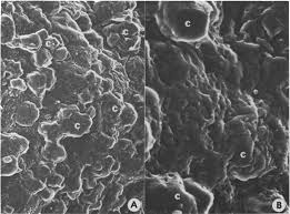 Attēlu rezultāti vaicājumam “Diderma testaceum young”