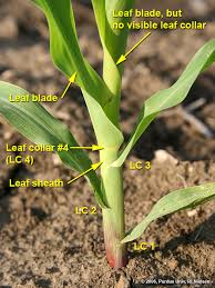 Attēlu rezultāti vaicājumam “Zea mays leaf”