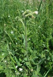 Attēlu rezultāti vaicājumam “Silene latifolia subsp. alba”
