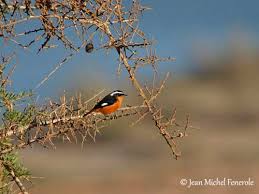 Image result for Phoenicurus moussieri