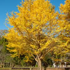 Attēlu rezultāti vaicājumam “Ginkgo biloba”