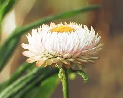 Image result for Helichrysum bracteatum