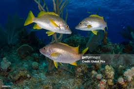 Image result for Lutjanus apodus