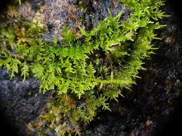 Attēlu rezultāti vaicājumam “Abietinella abietina”