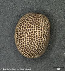 Attēlu rezultāti vaicājumam “Geranium dissectum fruit”
