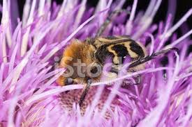 Attēlu rezultāti vaicājumam “Trichius fasciatus imago”