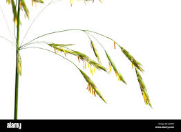 Attēlu rezultāti vaicājumam “Bromopsis inermis fruit”