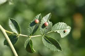 Attēlu rezultāti vaicājumam “Diplolepis eglanteriae”