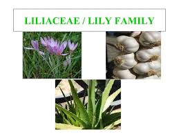 Attēlu rezultāti vaicājumam “Liliaceae”