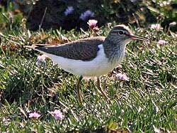 Attēlu rezultāti vaicājumam “Actitis hypoleucos”