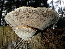 Attēlu rezultāti vaicājumam “Onnia triquetra”