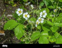 Attēlu rezultāti vaicājumam “Fragaria moschata flower”