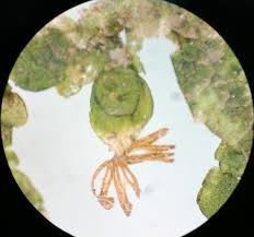 Attēlu rezultāti vaicājumam “Porella platyphylla macro”