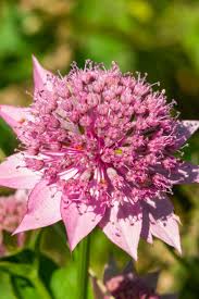 Attēlu rezultāti vaicājumam “Astrantia major flower”