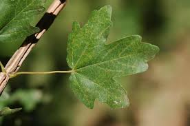 Attēlu rezultāti vaicājumam “Acer campestre leaf”