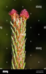 Attēlu rezultāti vaicājumam “Pinus sylvestris female flower”