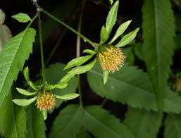 Attēlu rezultāti vaicājumam “Bidens frondosa flower”