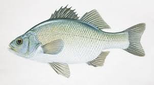 Image result for Morone americana