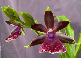 Attēlu rezultāti vaicājumam “Lycogala exiguum aggr.”